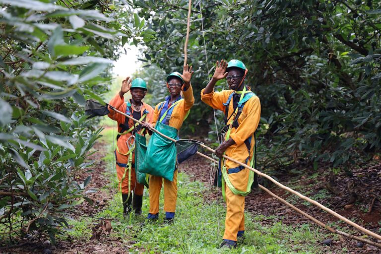 Westfalia Fruit: Building the Orchard of the Future today